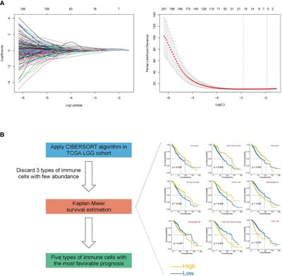 The combined signatures of telomere and immune cell landscape provide a prognostic and therapeutic biomarker in glioma